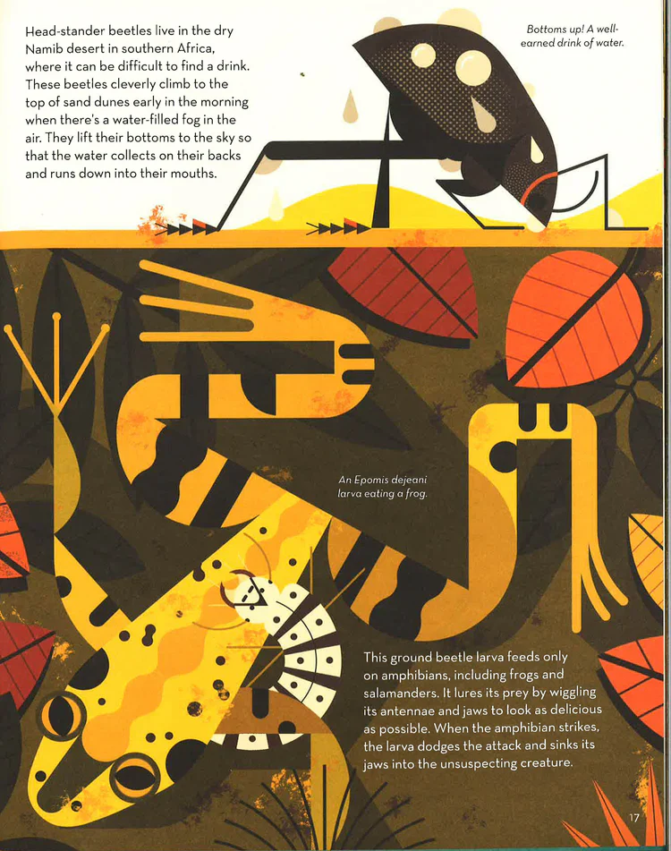 ספר ילדים | Bonkers About Beetles - Image 3
