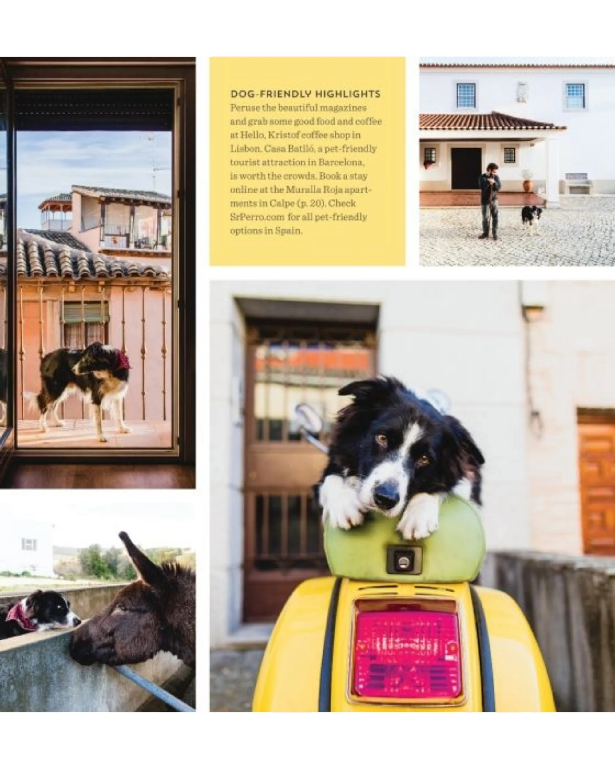 אמנות | Find Momo across Europe: Another Hide-and-Seek Photography Book - Image 2